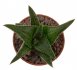  - HAWORTHIA tessellata x koelmaniorum
