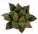  - HAWORTHIA cv. Fired Iron