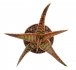 - ALOE cv. Goby