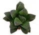  - HAWORTHIA pygmaea cv. Ashura