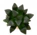  - HAWORTHIA cv. Black Beauty