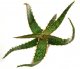  - ALOE cv. Gargoyle