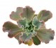  - ECHEVERIA cv. Beccles giant