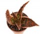  - ALOE cv. DZ 