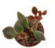  - ADROMISCHUS marianae cv. Coffee Bean