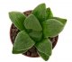  - HAWORTHIA pygmaea var. crystallina