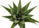  - HAWORTHIA limifolia cv. Zebra