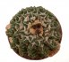  - ARIOCARPUS kotschoubeyanus var. elephantides