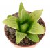  - HAWORTHIA cv. Cup Of Gold