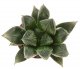  - HAWORTHIA cv. Hakugin Emaki