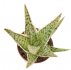  - ALOE cv. Diego