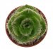  - CRASSULA barbata