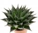  - HAWORTHIA cv. Murasaki Shikibu