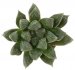  - HAWORTHIA cv. Silver Chateau