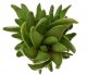  - HAWORTHIA starkiana