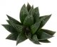  - HAWORTHIA cv. Limdens