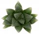  - HAWORTHIA venusta x leightonii