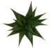  - HAWORTHIA limifolia var. arcana, VA 6606