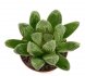  - HAWORTHIA truncata cv. Lime Green x maughanii x cv. Kegani x badia