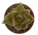  - HAWORTHIA cymbiformis cv. Happy Fish