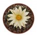  - NEOBESSEYA missouriensis var. navajoensis RP 33