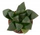  - HAWORTHIA bayeri cv. Tokuami