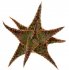  - ALOE cv. Franco