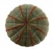  - EUPHORBIA obesa