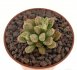  - CRASSULA ausensis ssp. titanopsis 