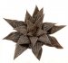  - HAWORTHIA cv. Tsukahara