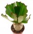  - EUPHORBIA unispina, grafted