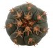  - GYMNOCALYCIUM spegazzinii var. unguispinum SL 44b