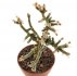  - AVONIA ustulata 