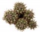  - TURBINICARPUS flaviflorus f. brevispinus ex Swoboda