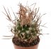  - TURBINICARPUS gracilis f. longispinum
