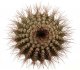  - UEBELMANNIA pectinifera var. horrida, HU 550 (RNK 31)