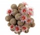  - MAMMILLARIA hermosana VZD 1181 