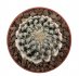 - DISCOCACTUS horstii 1 - 1,2 cm, SEEDLING !!!