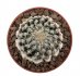  - DISCOCACTUS horstii 1,5-1,7 cm SEEDLING !!!