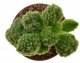  - ADROMISCHUS marianae f. herrei green, clone 1