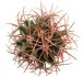  - ECHINOCACTUS parryi 