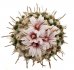  - TURBINICARPUS schmiedickeanus ssp. sandiensis GCG 12678