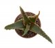 - ALOE cv. Confused