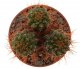  - FRAILEA angelensis