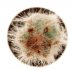 - CIPOCEREUS crassisepalus 