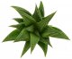  - HAWORTHIA cv. Mandas