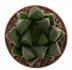  - HAWORTHIA obtusa cv. Murasaki