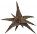  - ALOE cv. Spikey