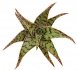  - ALOE cv. Wunderkind