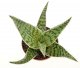  - ALOE cv. Delta Lights